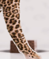 La boîte de relations publiques Hot Spot Cheetah